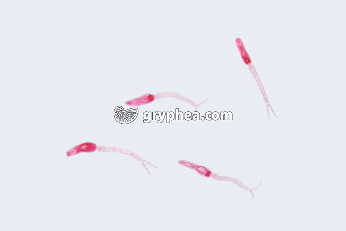 Schistosome - ver parasite (Schistosoma mansoni) - cercaires (larves) x10 - gryphea.org